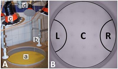 Simple Physical Interactions Yield Social Self-Organization in Honeybees